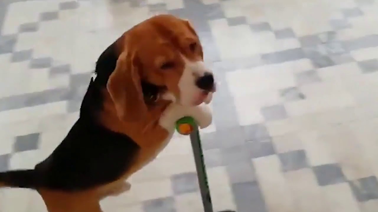 UNILAD   Look at him go! 🐶😎 Viralvideouk