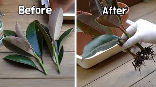 멜라니 고무나무 삽목 🌿가지치기 하면서 번식도 시켜봤어요(How To Propagate Rubber Plant From Cuttings, フィカスメラニーの挿し木)