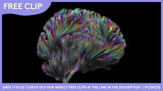 Free Clip - Inside The Brain