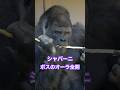 Shabani exudes a full boss aura【東山動物園ゴリラ】#gorilla #higashiyama