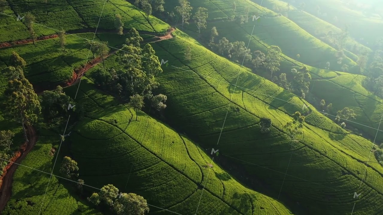 Aerial Landscape of Spring Tea Farm in the Mountain of Sri Lanka