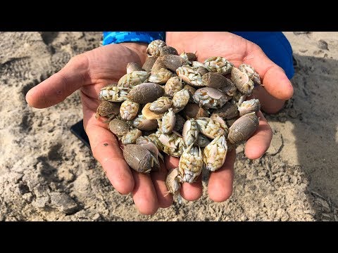Catching Giant Sand