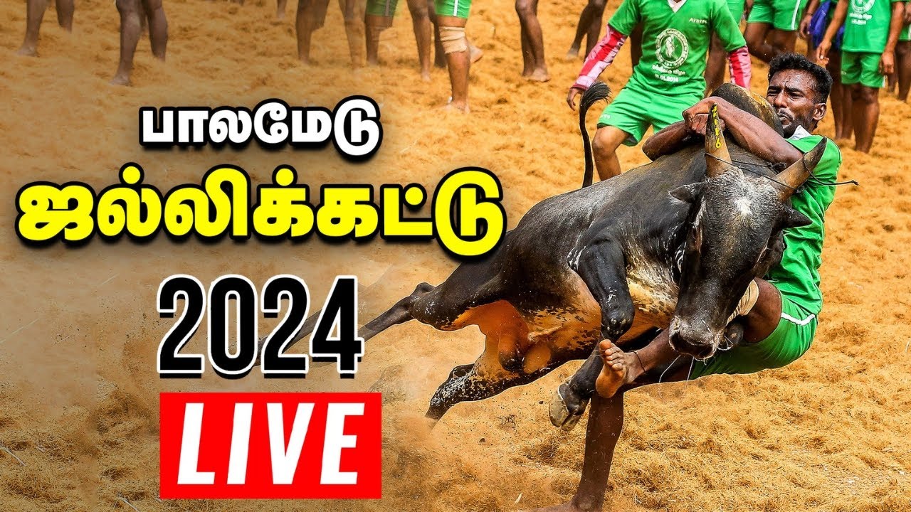 🔴Palamedu Jallikattu 2024 live: முடிஞ்சா புடி முடிஞ்சா புடி! - பாலமேடு ஜல்லிக்கட்டு 2024 | Vikatan