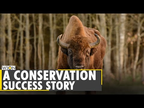 European Bison recovery is now regarded as conservation success story | WION News