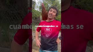 ¿Un LORO en pleno Pirineo? 🦜😂 Conoce a nuestra gallina Rama #Shorts