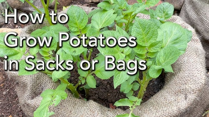 Potato Grow Bags 7 Gallon/10Gallon 2Pack, Potato Planter Bags with