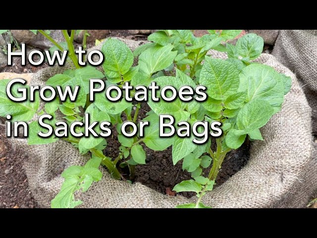 How to Sow, Plant and Grow Potatoes in Bags and Containers - Dengarden