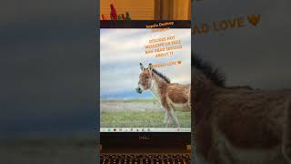 Impala Desktop Wallpaper Part 2