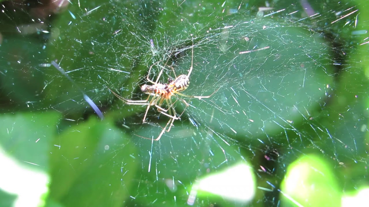 Neriene radiata mating