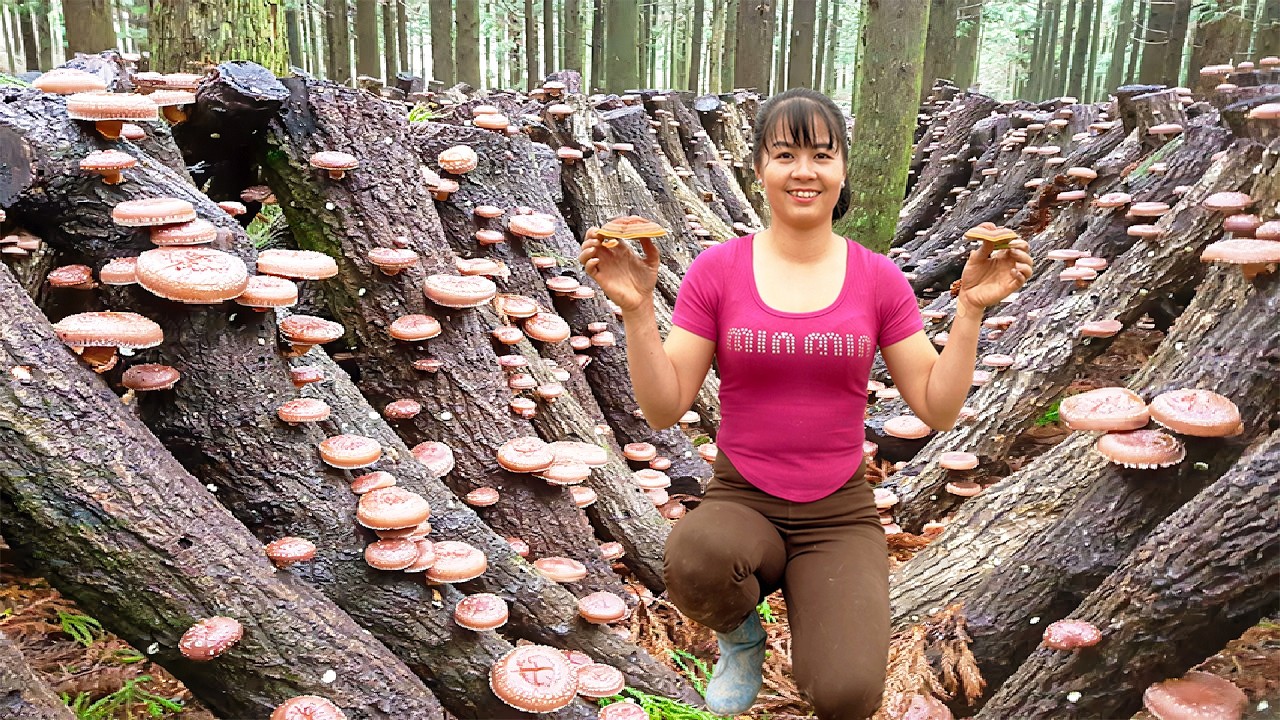 Harvesting Many Mushroom Goes To The Market Sell, Live With Nature - Farm life