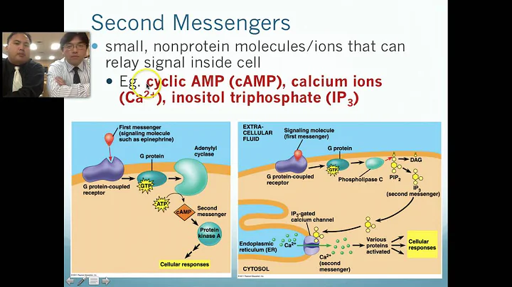 U5S3 - Cell Communication (Chapter 11) - DayDayNews