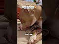 Kitten and Rottweiler are best friends😍 #cute #pets #cat #dog #viral