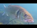 Pesca Sub: LA TECNICA FORCHETTA🐸🍴-TUTTO IN UN'ORA E MEZZA DI FUOCO💥🐬🐠💪- Spearfishing Pescasub