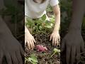 Purple sweet potato #shortvideo #youtube