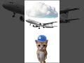 Cats trip
