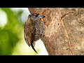 Pica-pau-anão-barrado macho – Picumnus cirratus