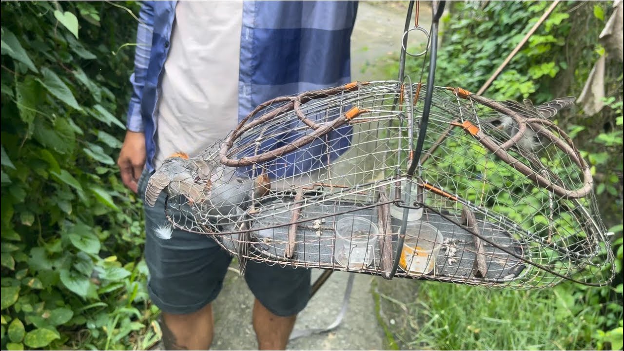 Tiếp Tục Dợt Sâu Đầu Đỏ Mùa Mưa Bảo! Chúc Các Bạn Xem Clip Vui Vẽ!!