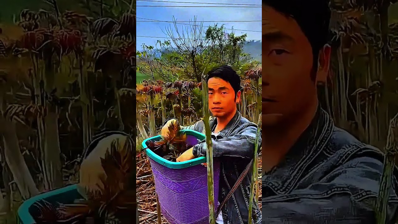 Unbelievable Spring Harvest! Watch Fresh Chinese Toon Shoots Picked by Hand in Lush Nature 🌿🥬