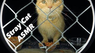 Cat ASMR : Hungry Orange Cat Eating & Crunching Sounds