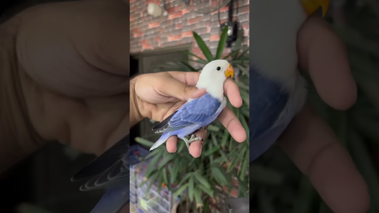 Beautifull Violet opaline . Top Quality bird 