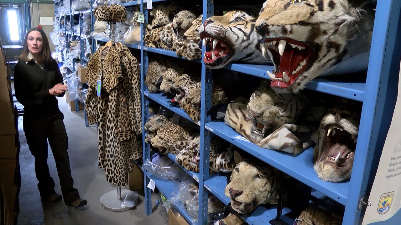 The Government Warehouse Full of Animal Corpses
