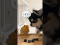 トカゲを味見するヤバい子犬 #チワワとトカゲの日常