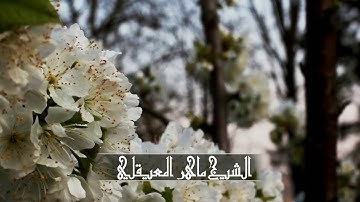 الشيخ ماهر المعيقلي - سورة التكاثر  .Maher Al Mueaqly - Surah Al-Takathur - 1080 p HD