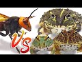 Queen of the Giant Hornet vs. the Frog Army