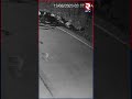 CCTV Footage: Herd of cows bravely protects against tiger attack