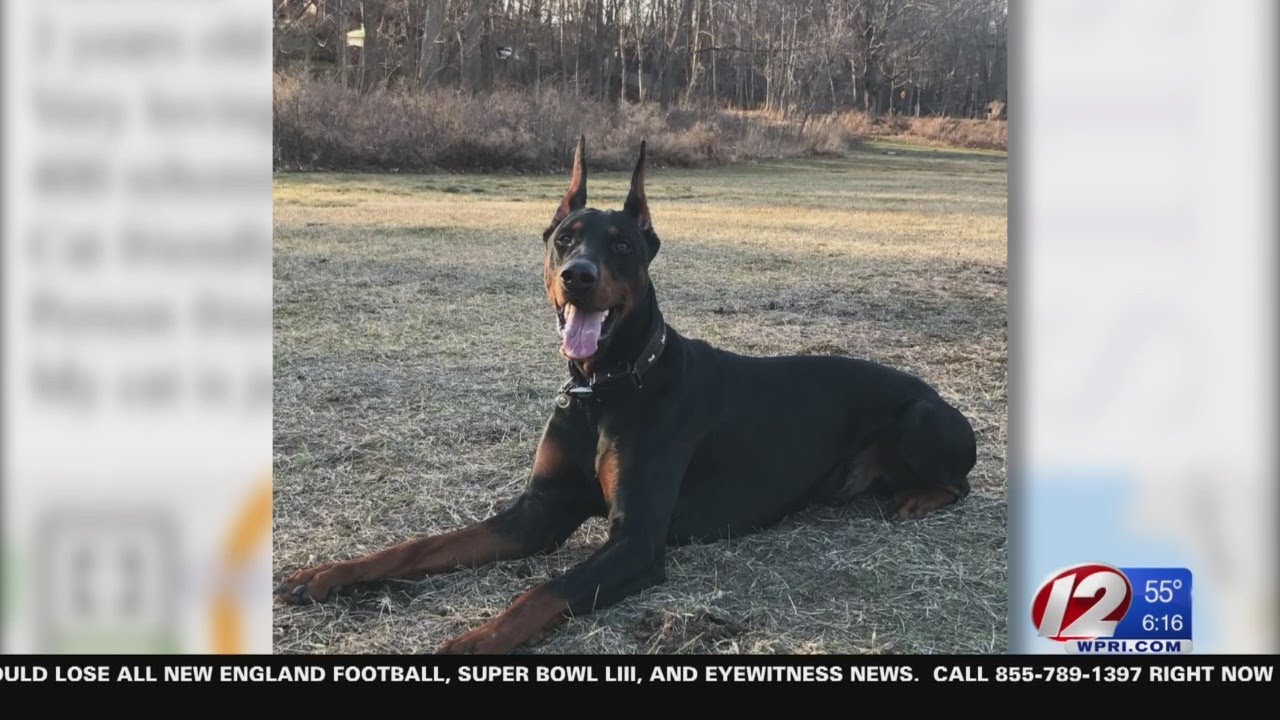 Stolen dog reunited with owner after more than a year - YouTube