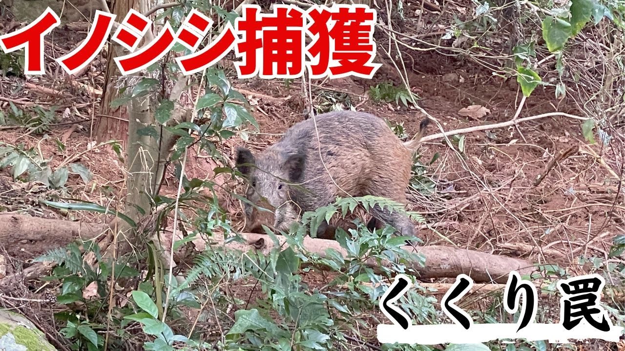 値下げ　くくり罠　まとめ売り