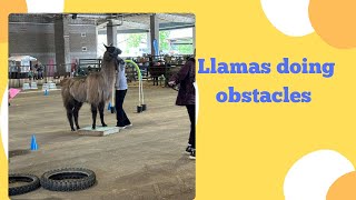 Llamas doing obstacles