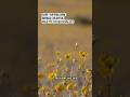Rare 'superbloom' brings colorful palette to Death Valley
