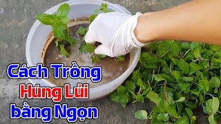 Cách trồng húng lủi bằng ngọn.