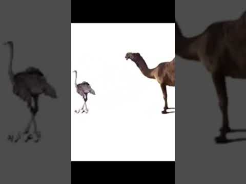 معلقه طرفه ابن العبد وصف الناقه