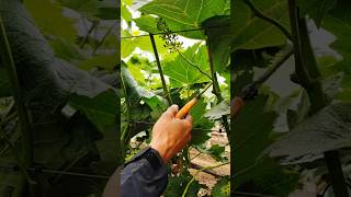 G Tree Cutting How To Prune For Better Growth