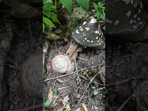 Народный рецепт #грибнойсезон #mushroom #грибы #вишневский