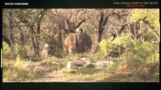 Rhino Vs Lion Wild Animals Fight To The Death