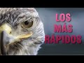 LOS ANIMALES MÁS RÁPIDOS DEL PLANETA #SHORTS