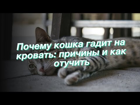 Почему кошка гадит на кровать: причины и как отучить