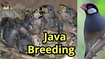 Java breeding progress in summer | How to get maximum healthy chicks | Java Breeding tips | java