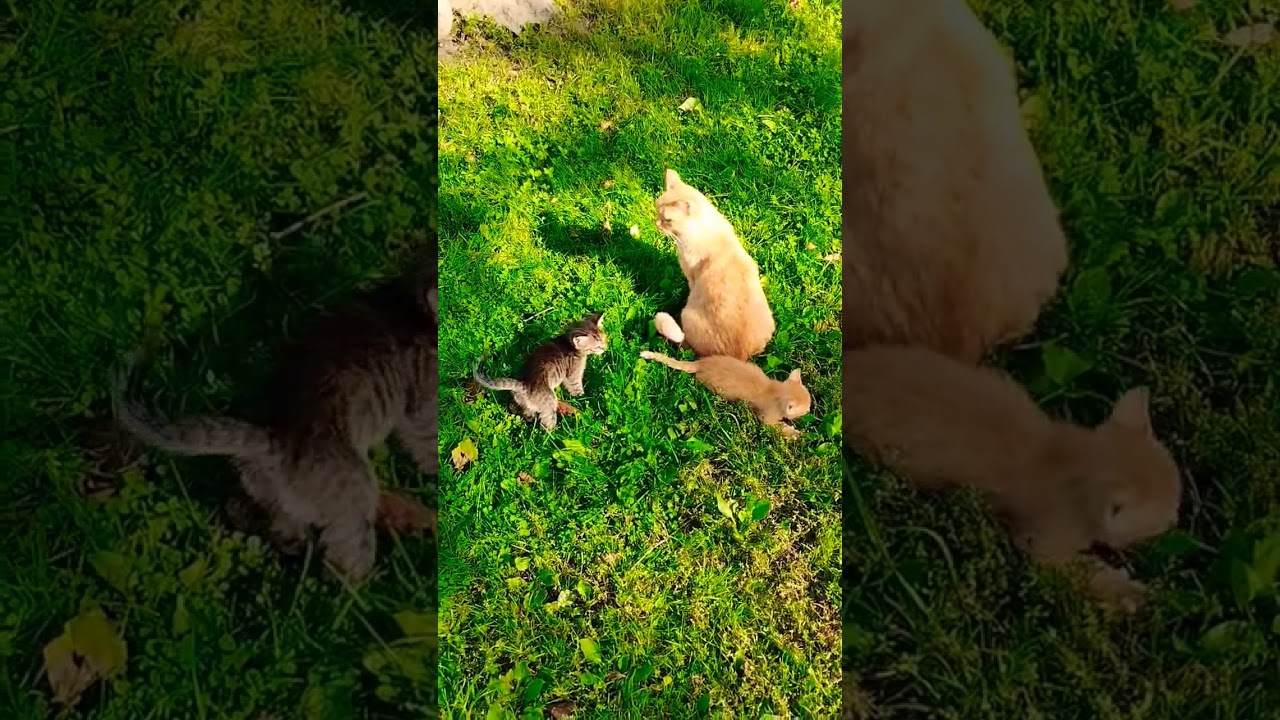 walking outside with the mother cat Sima/прогулка с мамой Симой 