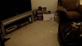 Pascal Chasing A Laser Pointer