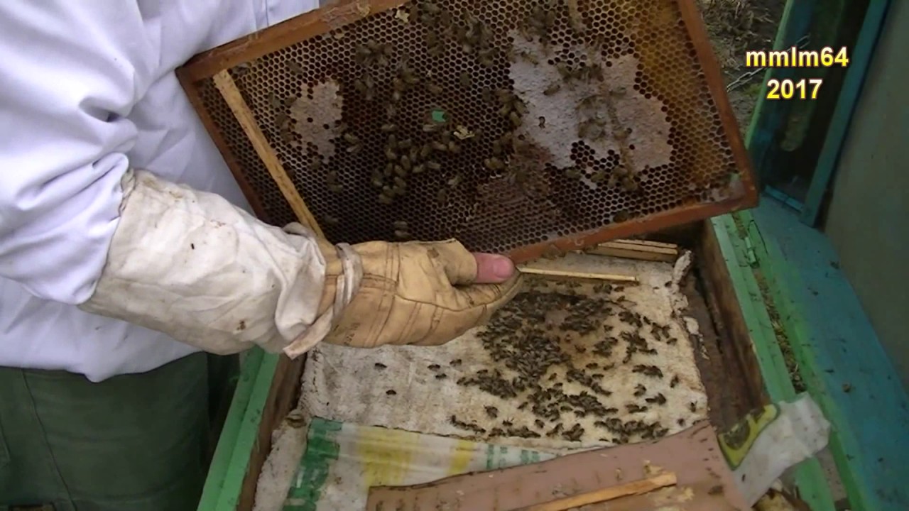 Albinele in Februarie P 1 2017