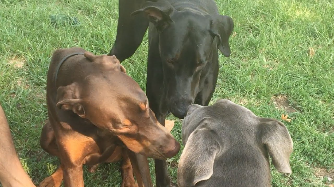 melanistic red doberman