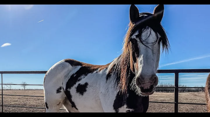 HELP NAME THIS HORSE - Rodeo Time 285