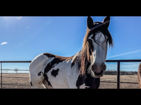 Video: Bucking Horse Hjelp