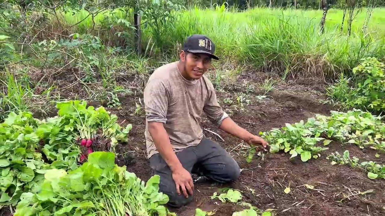 Cosecha de rabos de nuestra huerta organica | El amigo Hormiga