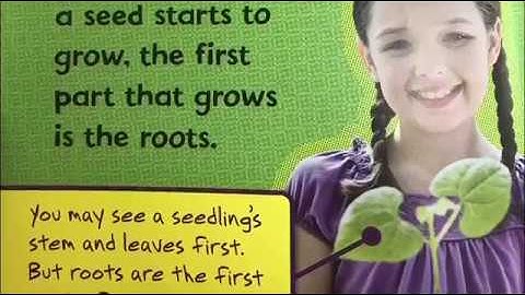 3-4 Experiment with a Plant