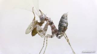 Cute little Ceratomantis sausurii mantis L2